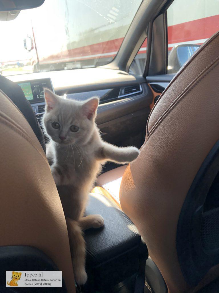 Kitten ontsnapt in auto