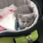 Kitten ontsnapt in auto (Rover)