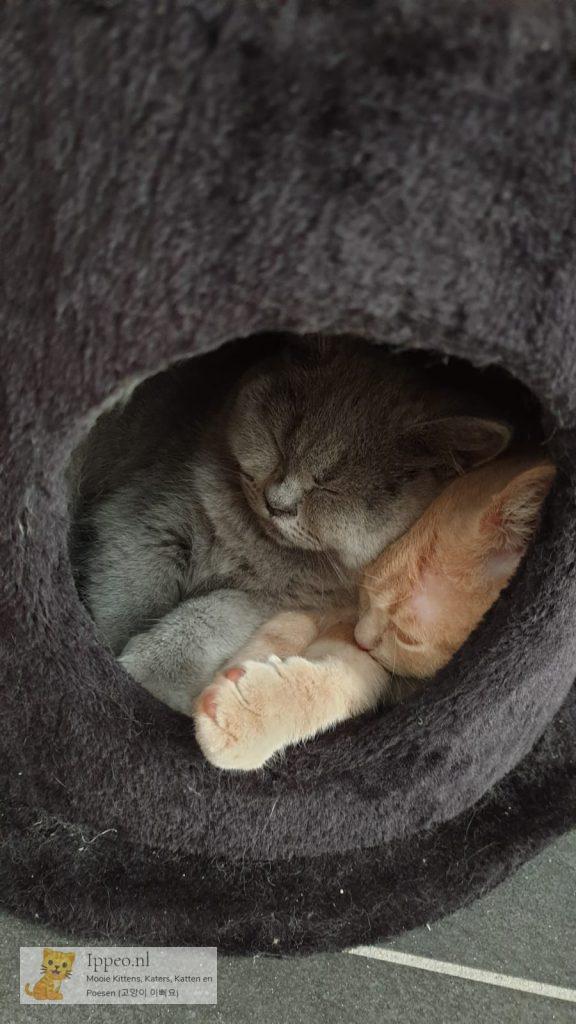 lekker samen slapen.