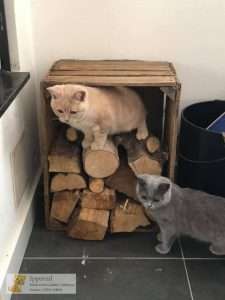 Rover en Twixde bij haardhout