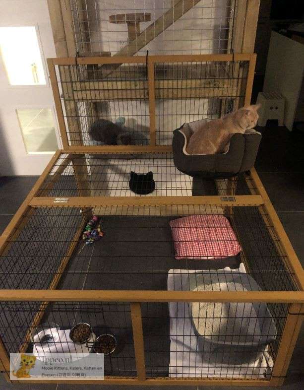 kittenren
