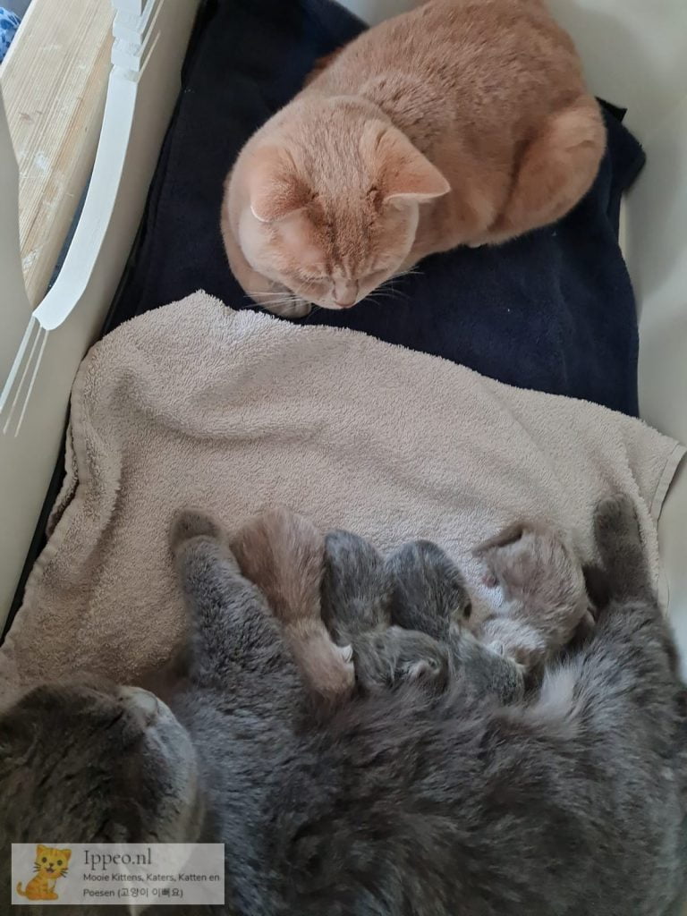 Hecht katten gezin