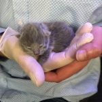 kitten dagelijkse gewicht bekijken