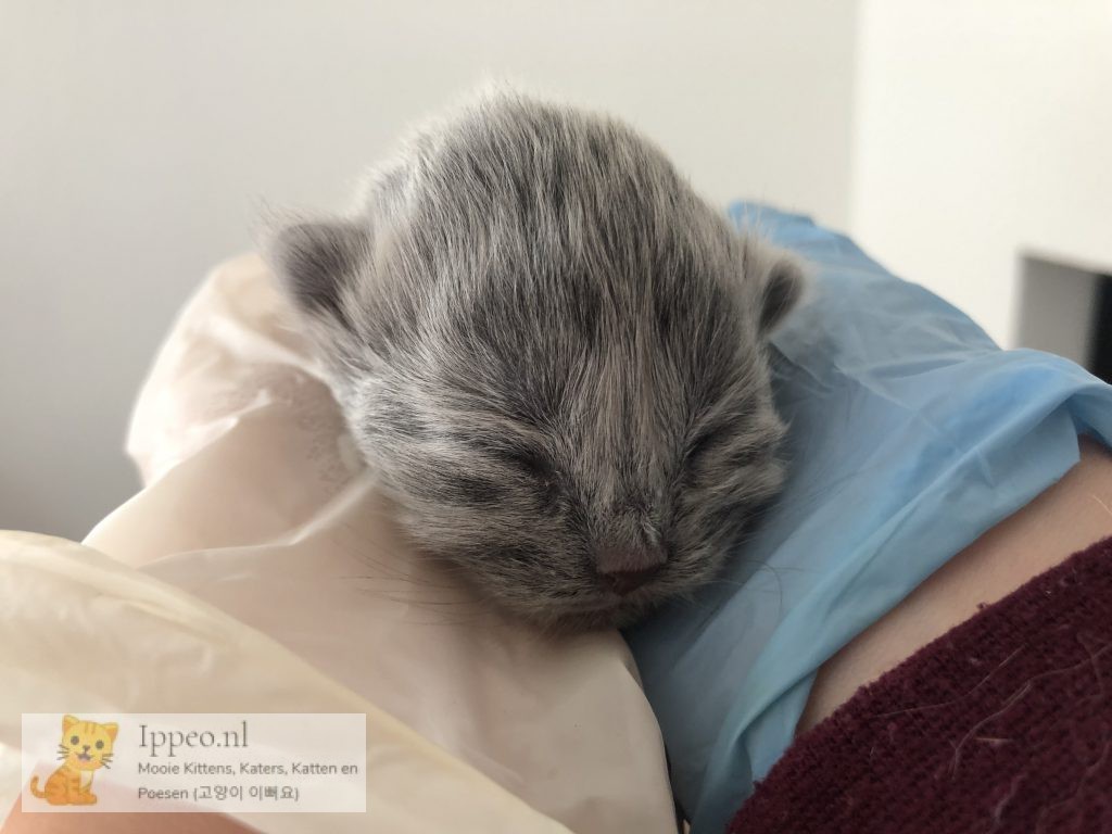 Kitten voor Yookjung