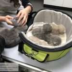 Eerste controle door dierenarts kittens