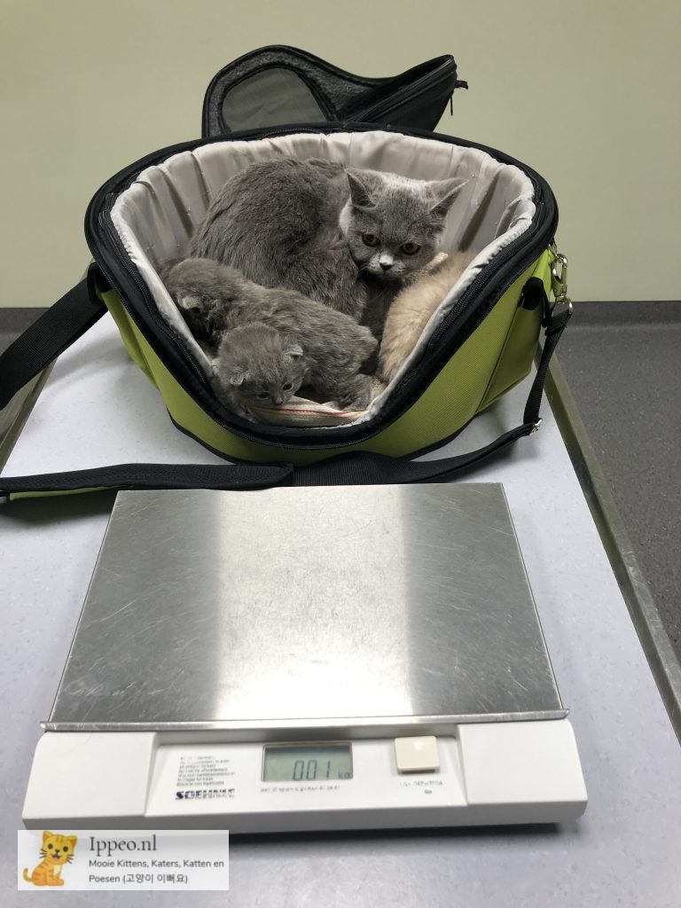 eerste controle dierenarts kitten