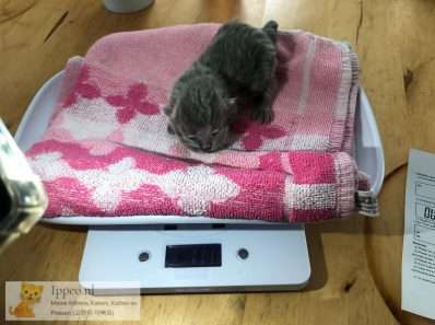 kitten dagelijkse gewicht bekijken