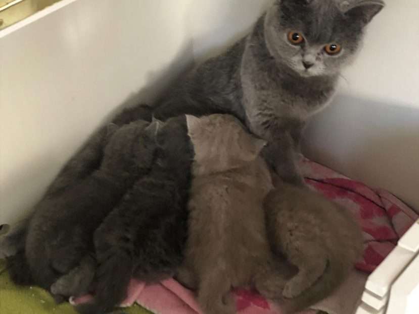 koningin en de prinsessen