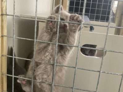 oefenen voor de gordijnen