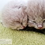 Kitten 1 – ogen open