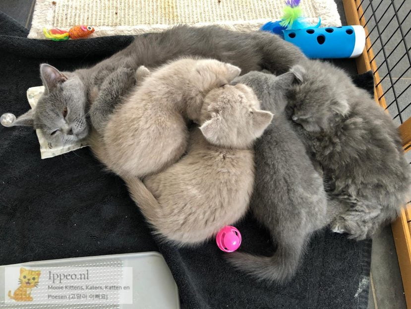 Lekker bij mama slapen