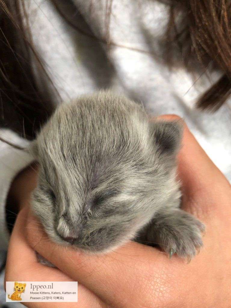 Kitten 2