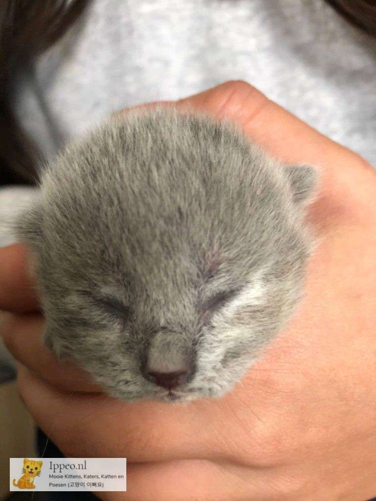 Kitten 4