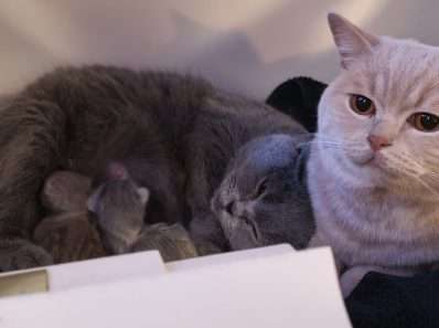 Kittens dag 0 met papa en mama