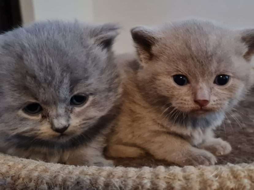 Fil en Basiel kittens