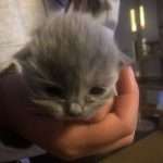 De kittens eerste foto!