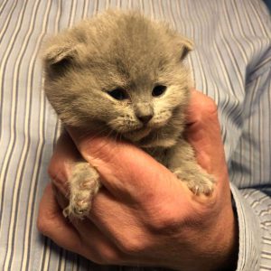 Brits korthaar kitten geboren 25-10-2021 (kitten 4, Nibbit)