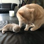 Kitten 4 (2 kleuren tot nu toe)!