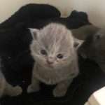 Kitten 18 dagen (filmpjes)