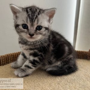 Brits korthaar kitten geboren 26-06-2022 (kitten 3, Hunter)