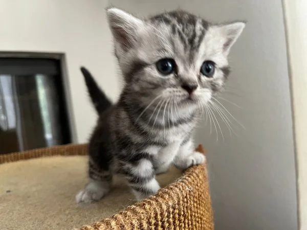 Brits korthaar kitten geboren 26-06-2022 (kitten 1, Rollo) - Afbeelding 3