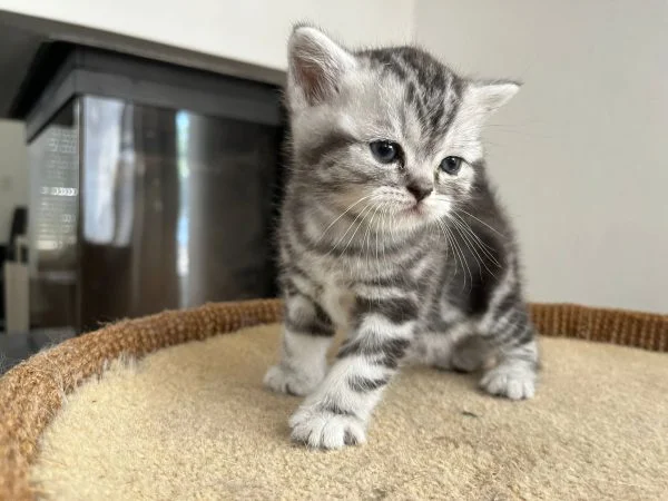 Brits korthaar kitten geboren 26-06-2022 (kitten 1, Rollo) - Afbeelding 4