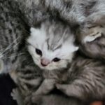 De laatste foto’s van nest (Misty 2023)