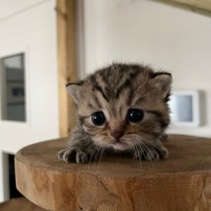 Brits korthaar kitten geboren 10-02-2023 (kitten 4)