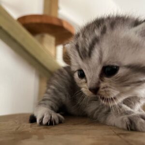 Brits korthaar kitten geboren 10-02-2023 (kitten 3)