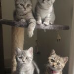 AI vraag: welke kleuren ogen katten bestaan er?