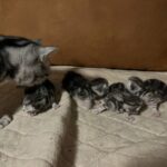 AI vraag: Wat weet je over britskorthaar?