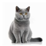 AI vraag: welke kleuren ogen katten bestaan er?