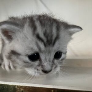 Brits korthaar kitten geboren 09-10-2023 (kitten 3)