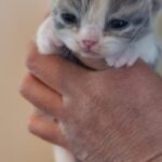 De Eerste Avonturen van de Kattengroep