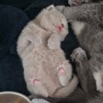 De Magische Negende Dag: De Wereld Door de Ogen van Kittens