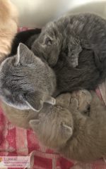 Op mama slapen