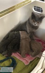 koningin en de prinsessen