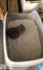 eerste keer op potje geplast