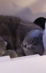 Kittens dag 0 met papa en mama