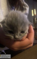 Kitten 2 oogjes open