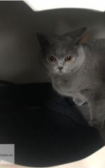 poes zit klaar in werpkist