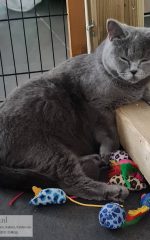 Twixie poes nog 7 dagen