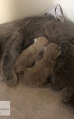 kittens met moeder