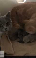 Als dat maar goed gaat