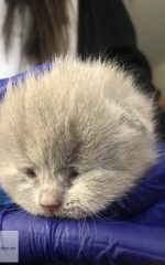 Ktiten 2 ogen bijna open