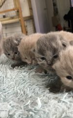 Kittens met moeder