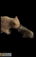 Katten kunst