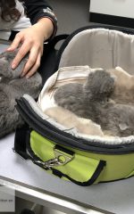 Ook mama poes op controle